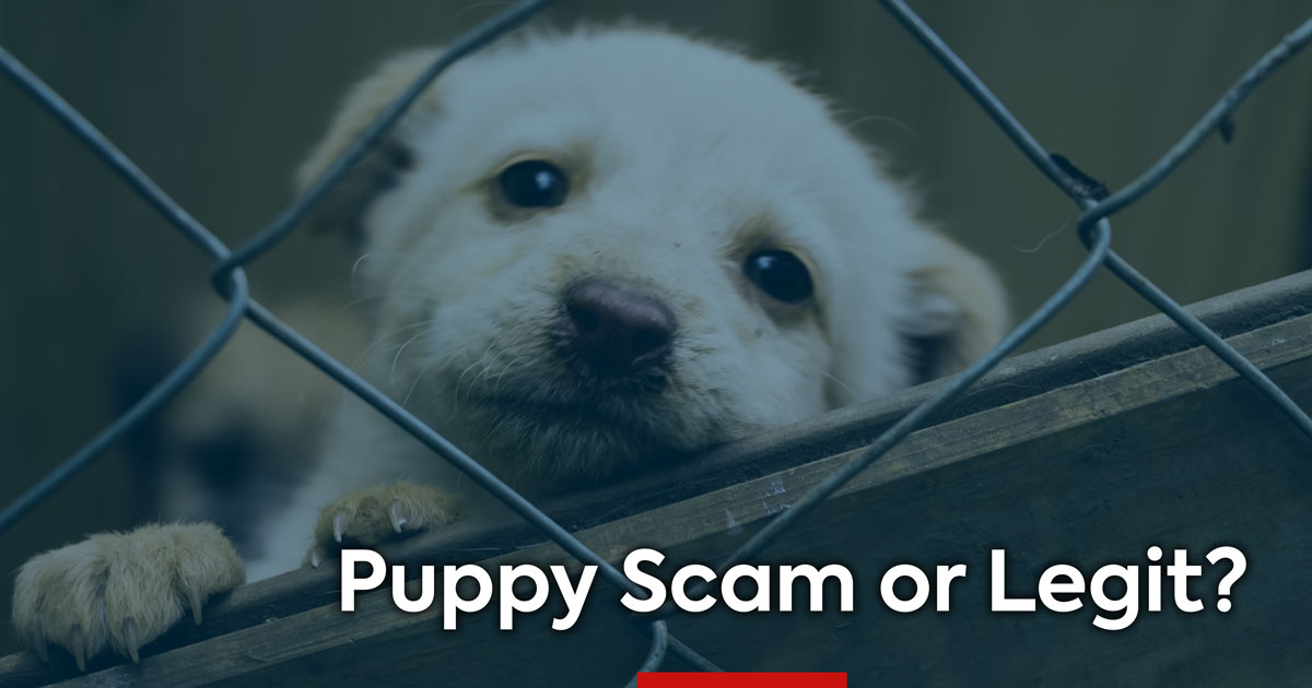 How to Spot a Pet or Puppy Scam